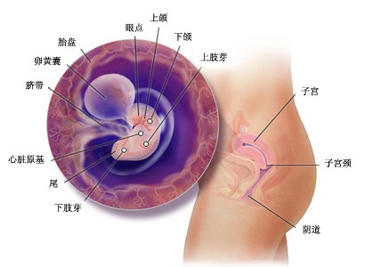 怀孕6周胎儿图及胎儿发育情况