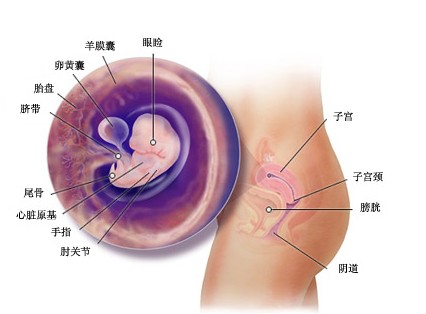 怀孕7周胎儿图及胎儿发育情况