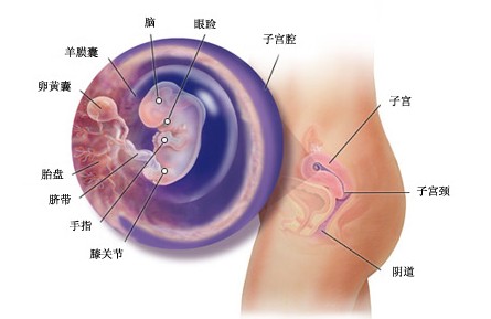 怀孕8周胎儿图及胎儿发育情况总结