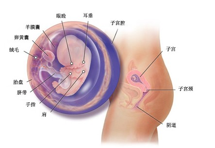 怀孕9周胎儿图及胎儿发育情况总结