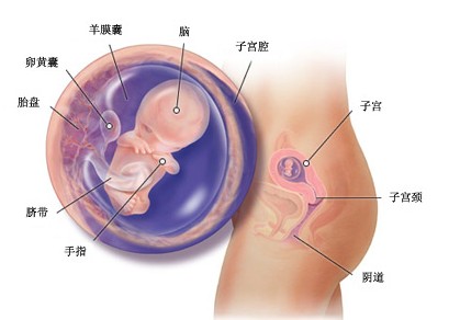 怀孕10周胎儿图及胎儿发育情况总结