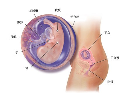 怀孕11周胎儿图及胎儿发育情况总结-怀孕期