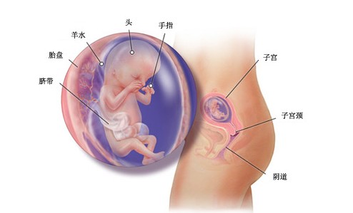 怀孕13周胎儿图及胎儿发育情况总结
