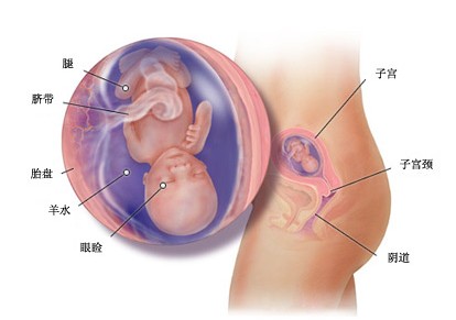 怀孕15周胎儿图及胎儿发育情况总结