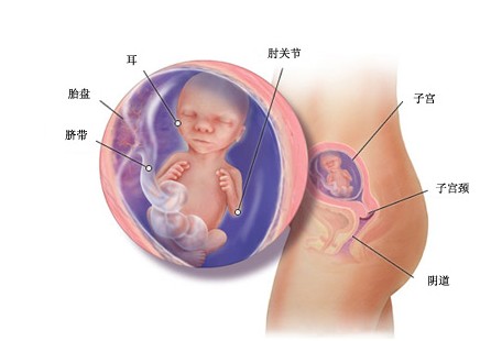 怀孕17周胎儿图及胎儿发育情况总结