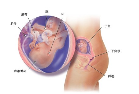 怀孕18周胎儿图及胎儿发育情况总结
