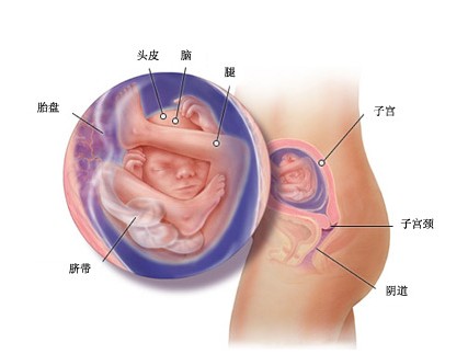 怀孕19周胎儿图及胎儿发育情况总结