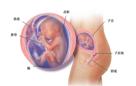 怀孕20周胎儿图及胎儿发育情况总结