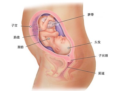 怀孕25周胎儿图及胎儿发育情况总结