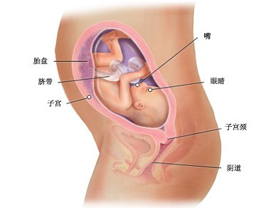 怀孕27周胎儿图及胎儿发育情况总结-怀孕期