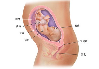 怀孕28周胎儿图及胎儿发育情况总结