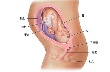 怀孕29周胎儿图及胎儿发育情况总结-怀孕期