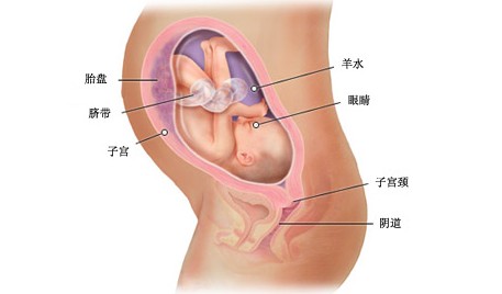 怀孕30周胎儿图及胎儿发育情况总结