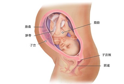 怀孕31周胎儿图及胎儿发育情况总结