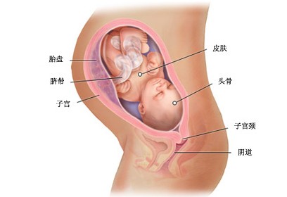 怀孕33周胎儿图及胎儿发育情况总结