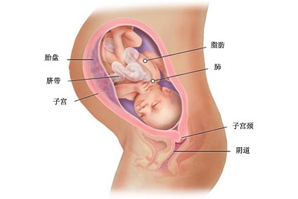 怀孕34周胎儿图及胎儿发育情况总结