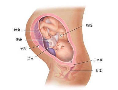 怀孕35周胎儿图及胎儿发育情况总结