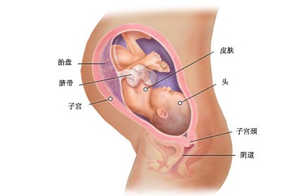 怀孕36周胎儿图及胎儿发育情况总结
