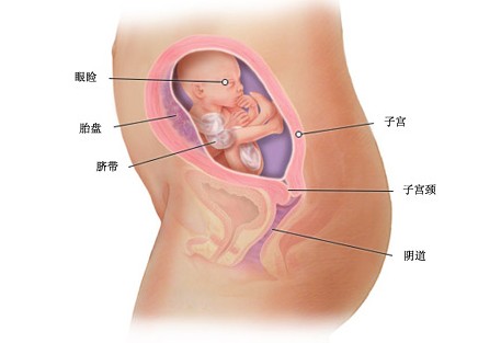 怀孕21周胎儿图及胎儿发育情况总结