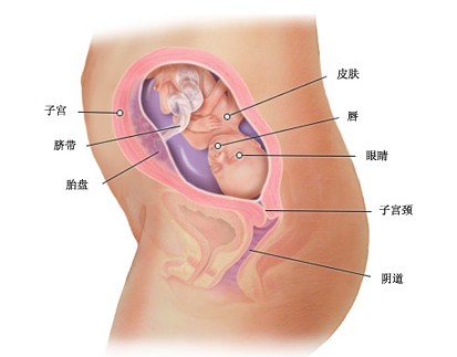 怀孕22周胎儿图及胎儿发育情况总结