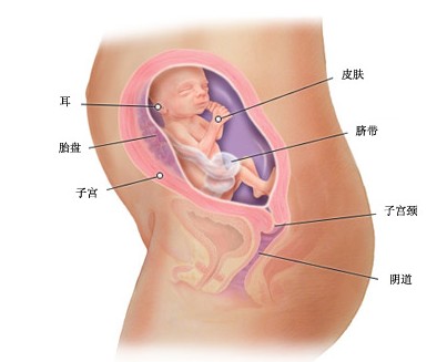 怀孕24周胎儿图及胎儿发育情况总结