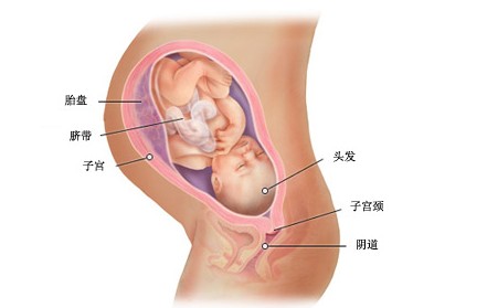 怀孕37周胎儿图及胎儿发育情况总结