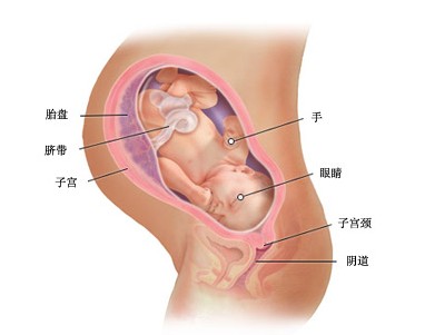 怀孕38周胎儿图及胎儿发育情况总结