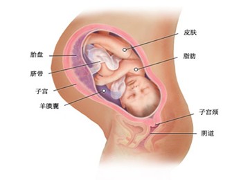 怀孕40周胎儿图及胎儿发育情况总结
