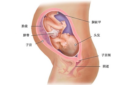 怀孕八个月胎儿图及胎儿发育情况知识总结-怀孕期
